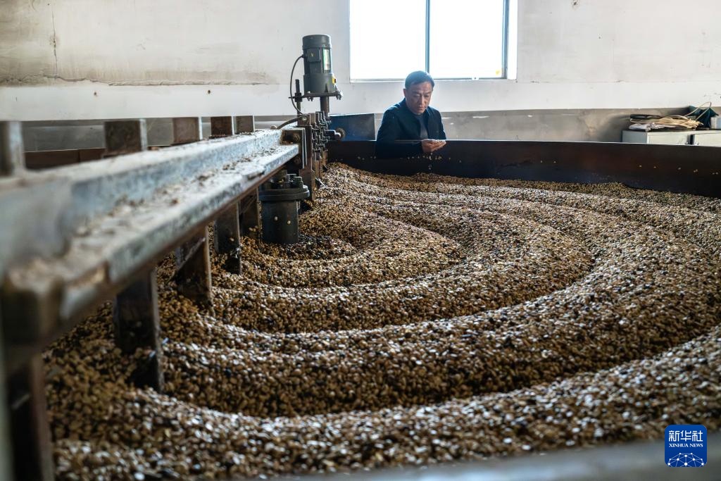 云南临沧:构建咖啡“从种到杯”全产业链 云南临沧:构建咖啡“从种到杯”全产业链