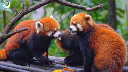 森林精灵小熊猫太萌了