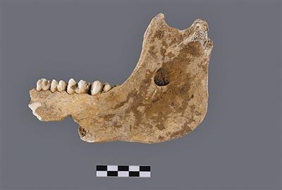 动物资源标本库中的文明史 动物资源标本库中的文明史