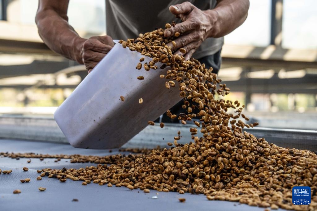云南临沧:构建咖啡“从种到杯”全产业链 云南临沧:构建咖啡“从种到杯”全产业链