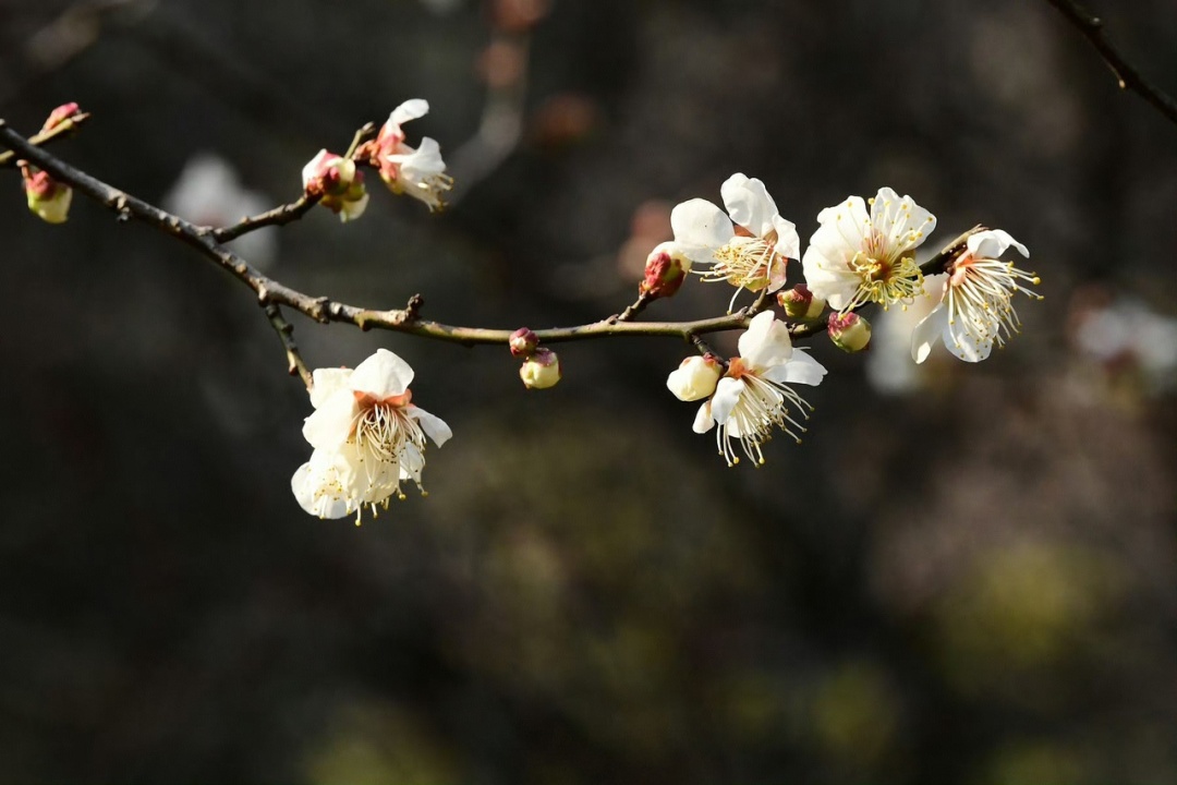 暖暖的周末！浙江冲击20℃ 下周“降温+大风+雨雪”要来两次