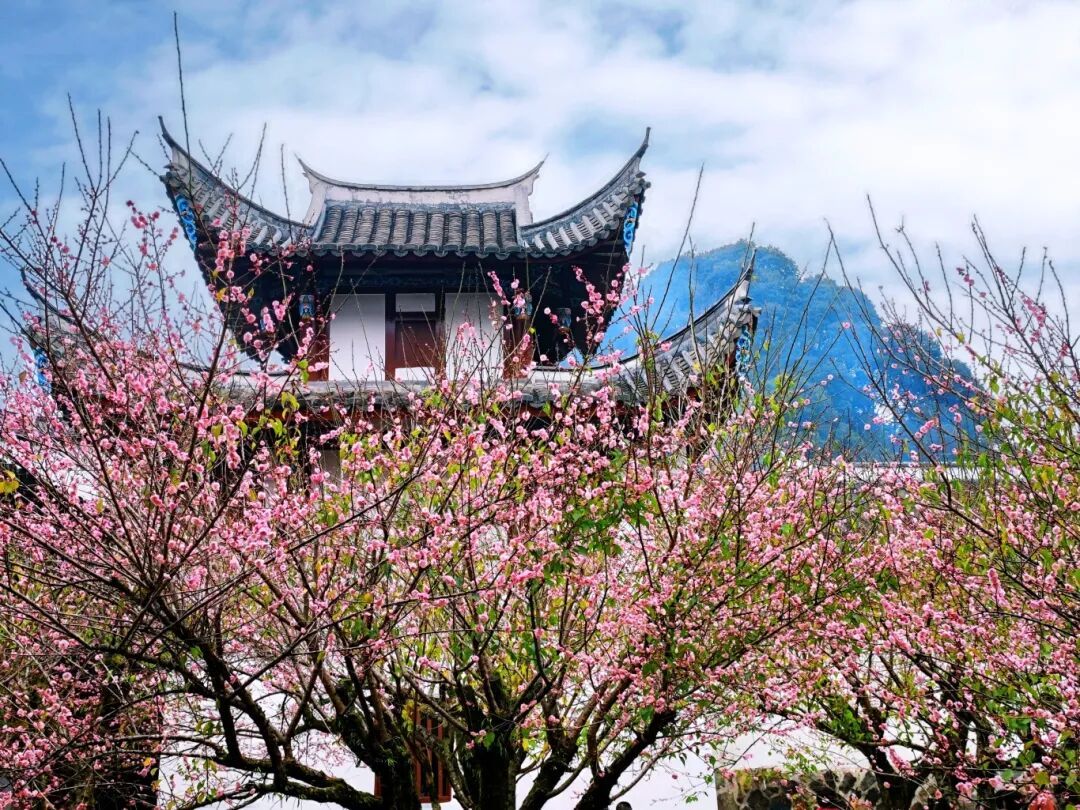 千年古刹染梅香！福州人久等的林阳寺梅花开了！很多人赶去打卡……