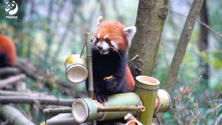 森林精灵小熊猫太萌了