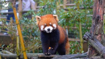 森林精灵小熊猫太萌了