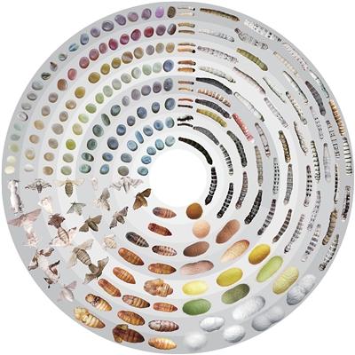 小小家蚕,原来有这么多神奇应用(院士讲科普) 小小家蚕,原来有这么多神奇应用(院士讲科普)