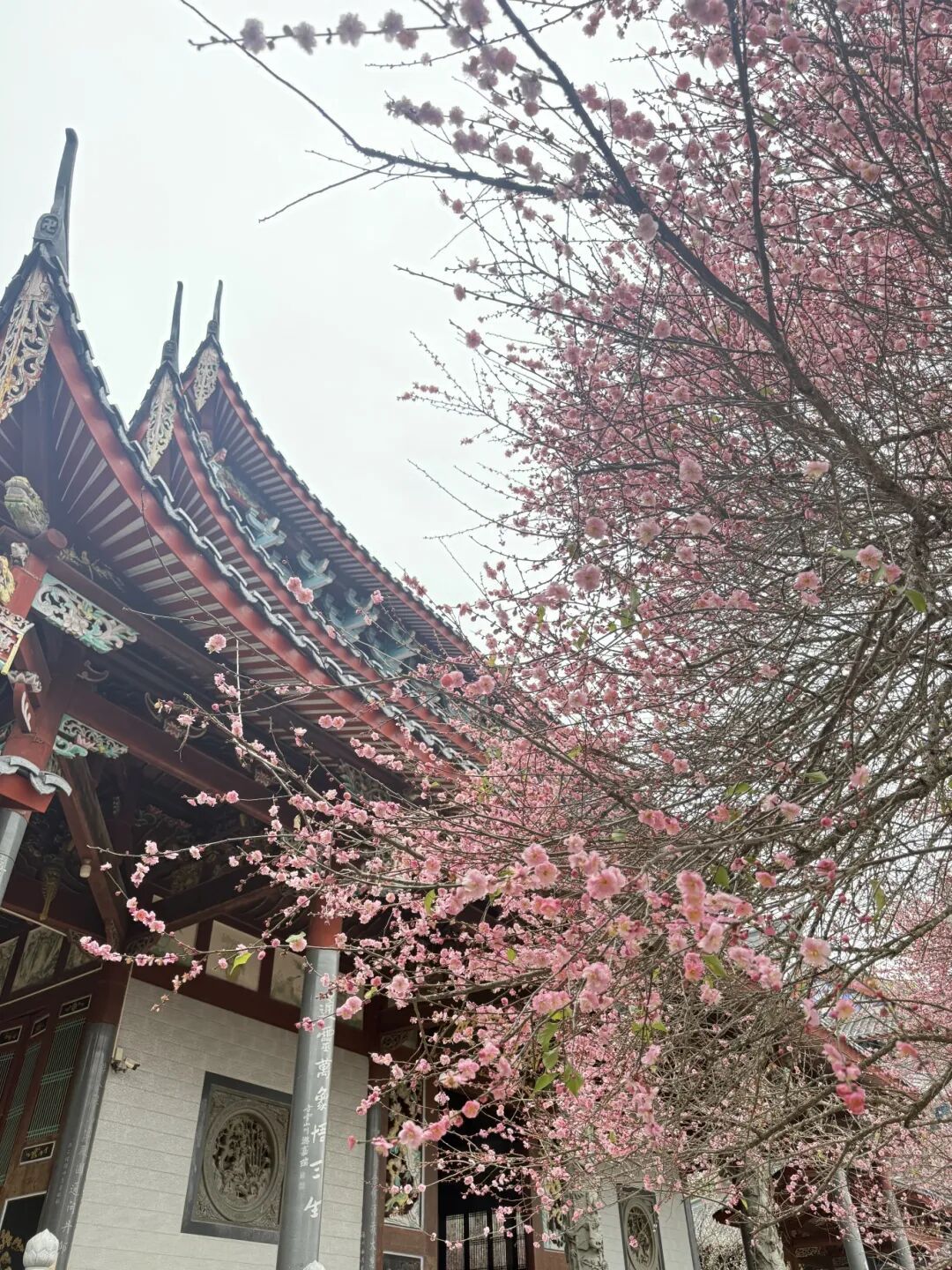 千年古刹染梅香！福州人久等的林阳寺梅花开了！很多人赶去打卡……