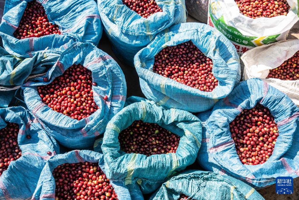云南临沧:构建咖啡“从种到杯”全产业链 云南临沧:构建咖啡“从种到杯”全产业链