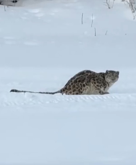 富蕴县通报雪豹咬伤游客事件