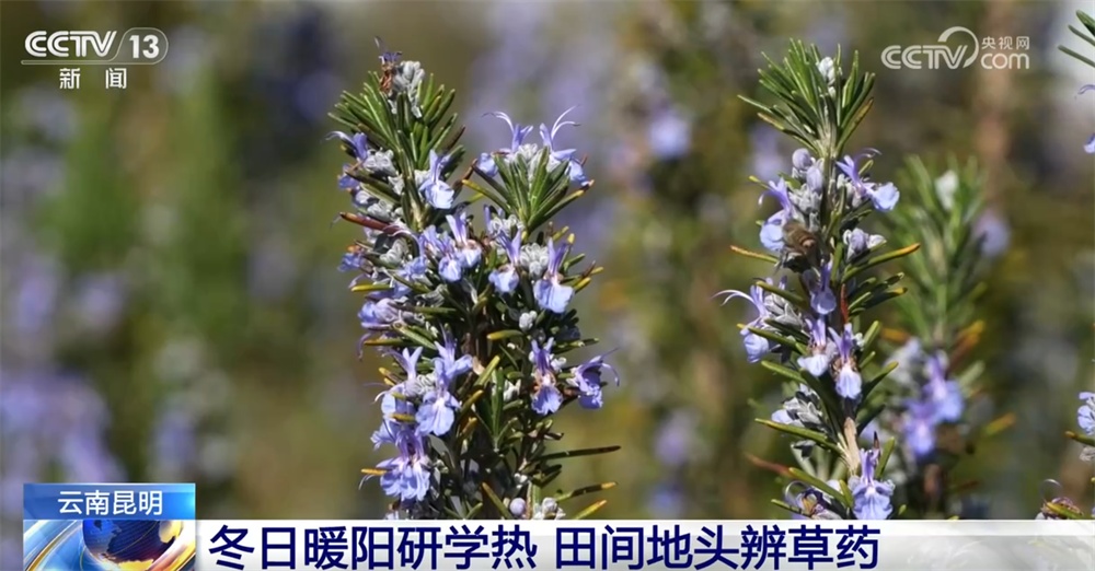 室内游升温、研学游正当时 文旅“热”让“冬日经济”多点开花、活力迸发