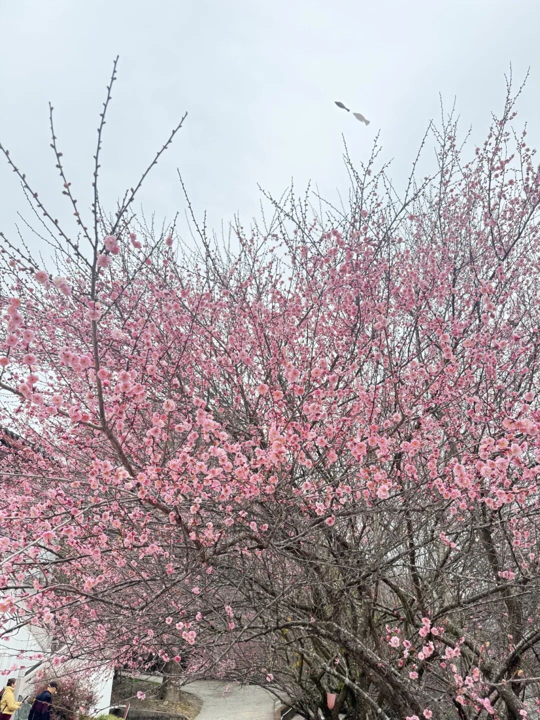 千年古刹染梅香！福州人久等的林阳寺梅花开了！很多人赶去打卡……
