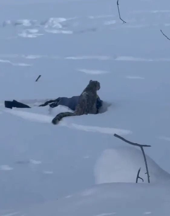 官方通报“可可托海雪豹咬伤游客”：已送往医院救治，伤情平稳