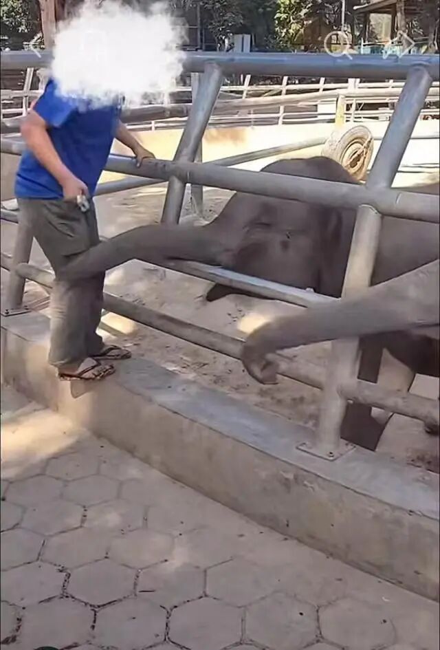 西双版纳野生动物园回应“饲养员打小象”：深感自责，深表歉意！