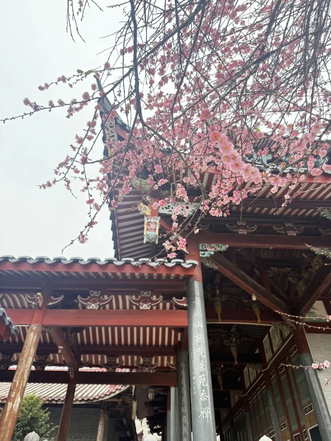 千年古刹染梅香！福州人久等的林阳寺梅花开了！很多人赶去打卡……