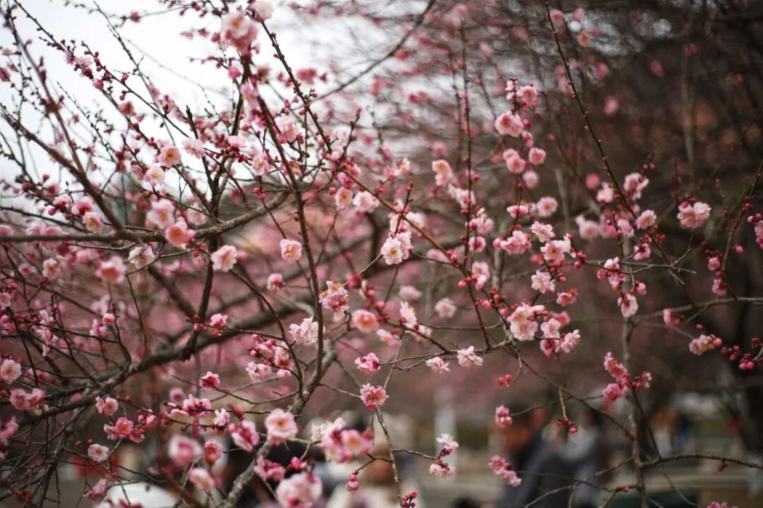 千年古刹染梅香！福州人久等的林阳寺梅花开了！很多人赶去打卡……