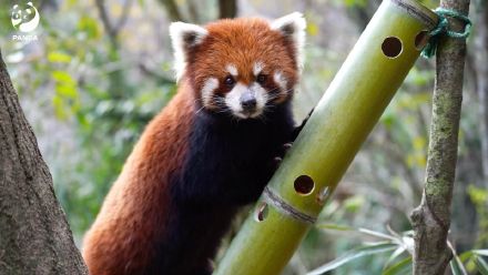 森林精灵小熊猫太萌了