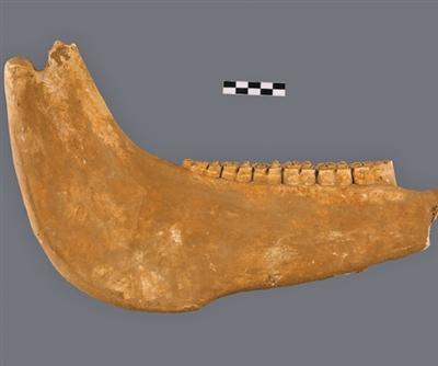 动物资源标本库中的文明史 动物资源标本库中的文明史