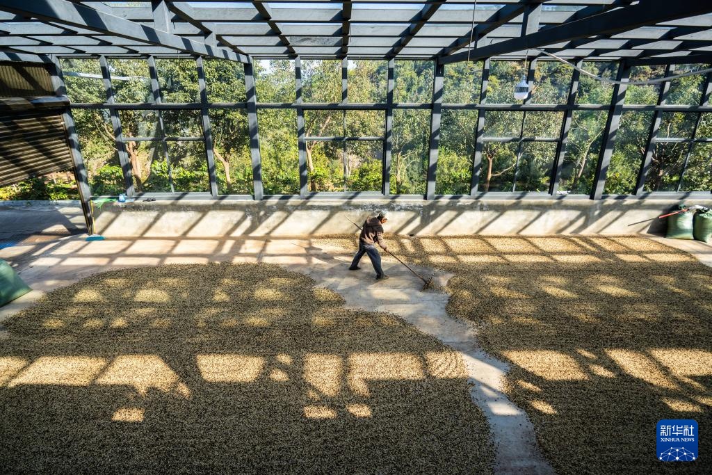 云南临沧:构建咖啡“从种到杯”全产业链 云南临沧:构建咖啡“从种到杯”全产业链