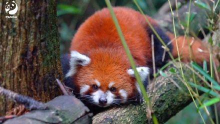 森林精灵小熊猫太萌了