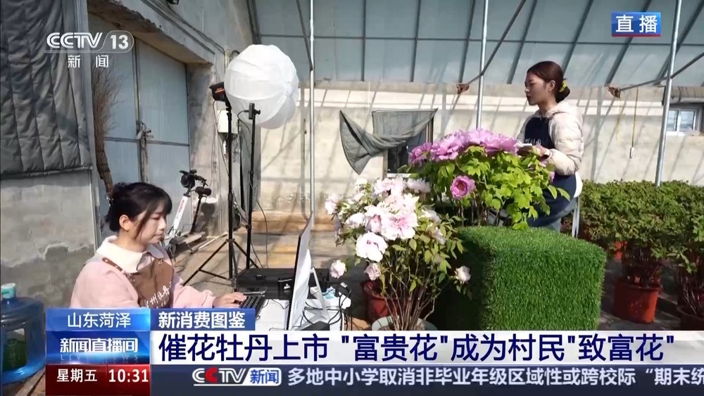 国色“添香” 牡丹花成村民“致富花”