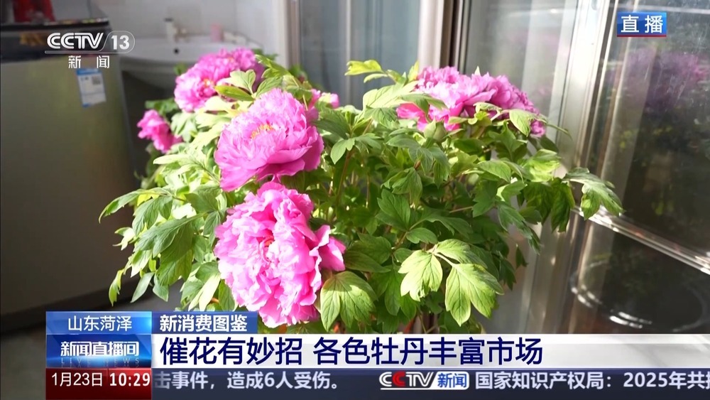 国色“添香” 牡丹花成村民“致富花”