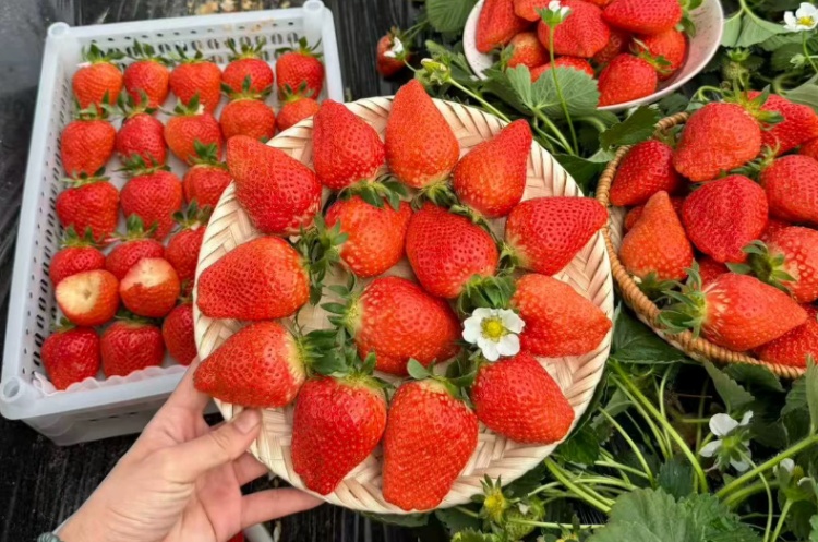 一斤售价可达300元！“黑草莓”到底有啥不一样？