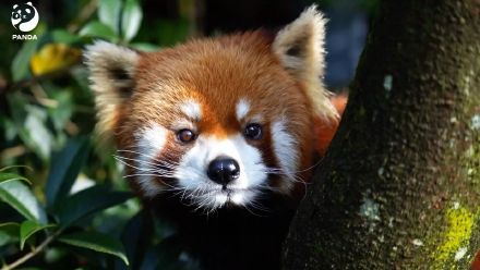 森林精灵小熊猫太萌了