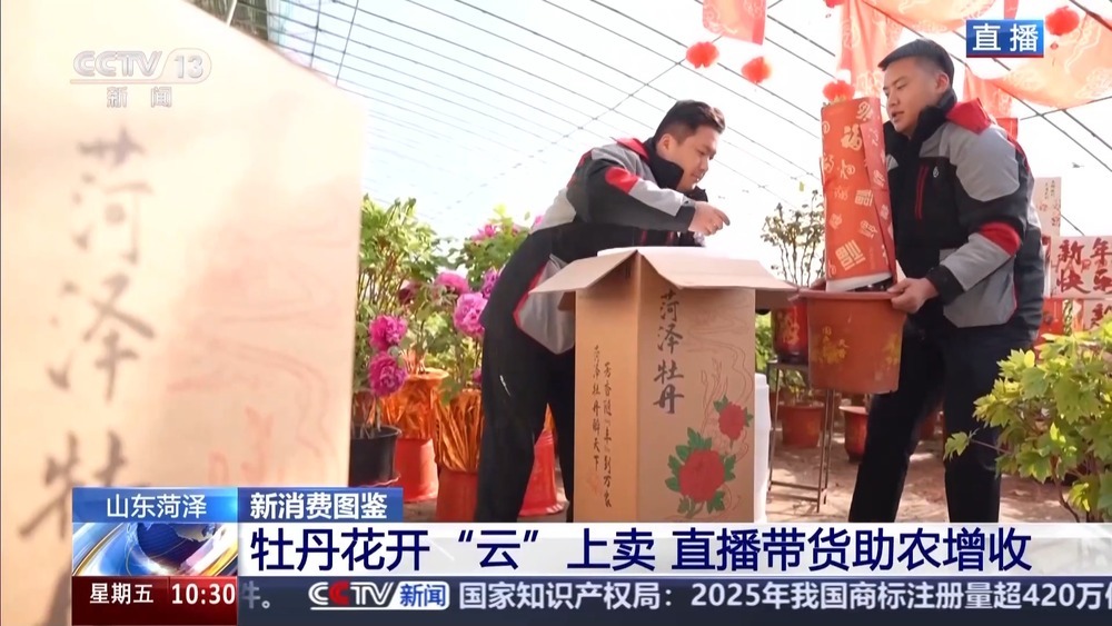 国色“添香” 牡丹花成村民“致富花”