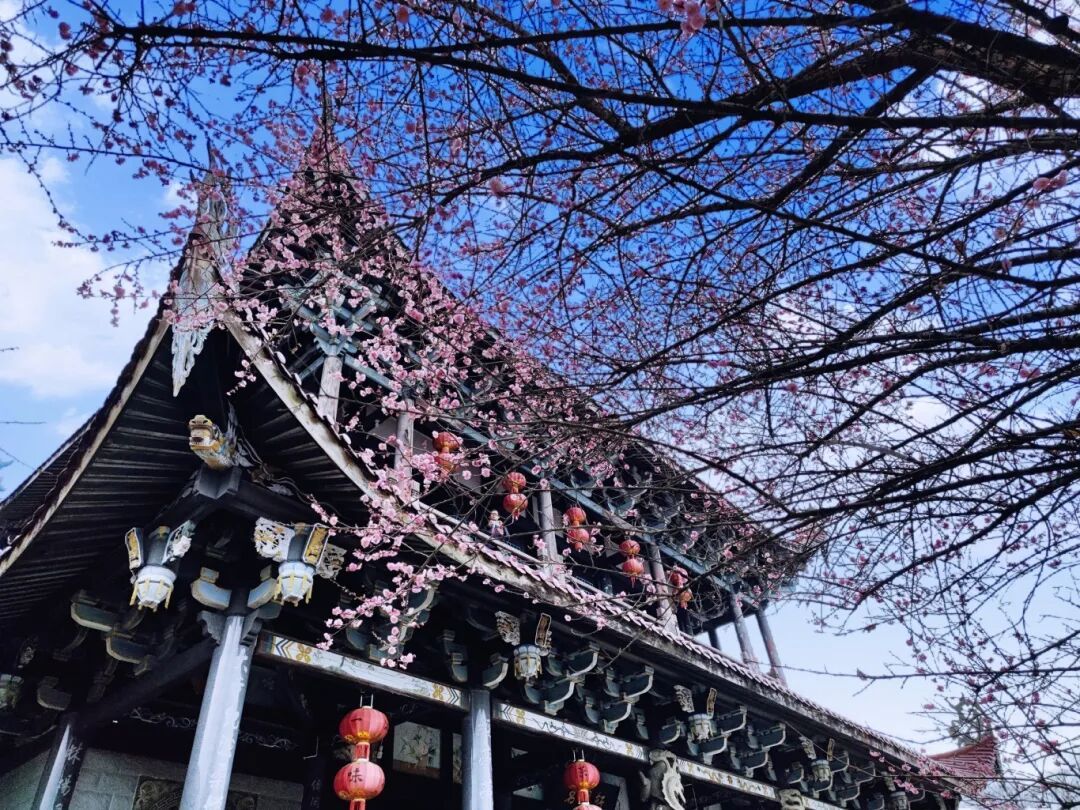 千年古刹染梅香！福州人久等的林阳寺梅花开了！很多人赶去打卡……