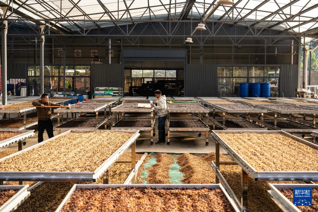 云南临沧:构建咖啡“从种到杯”全产业链 云南临沧:构建咖啡“从种到杯”全产业链