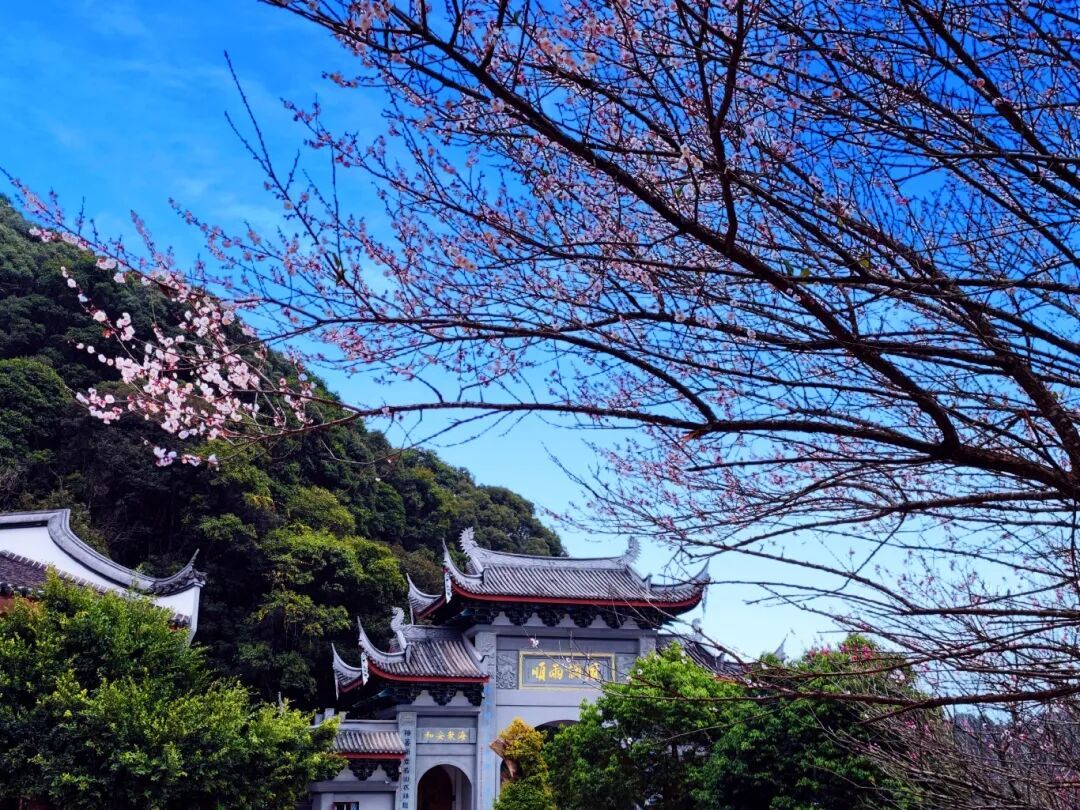 千年古刹染梅香！福州人久等的林阳寺梅花开了！很多人赶去打卡……