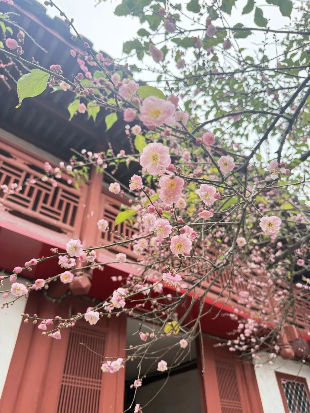 千年古刹染梅香！福州人久等的林阳寺梅花开了！很多人赶去打卡……