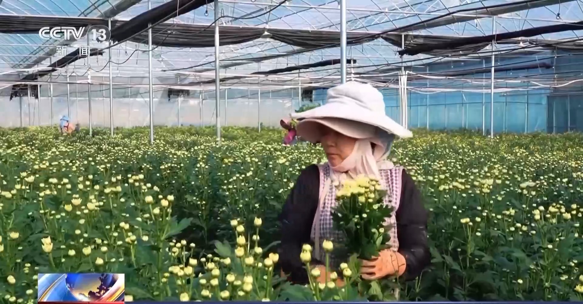 春节临近各地年宵花热销 你最喜欢哪一款? 春节临近各地年宵花热销 你最喜欢哪一款?
