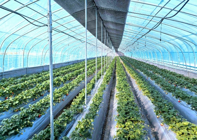 300元一斤的“黑草莓”火了！有啥不一样？