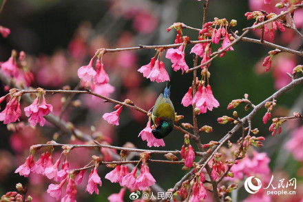 福建厦门樱花初绽百鸟喜闹春 福建厦门樱花初绽百鸟喜闹春