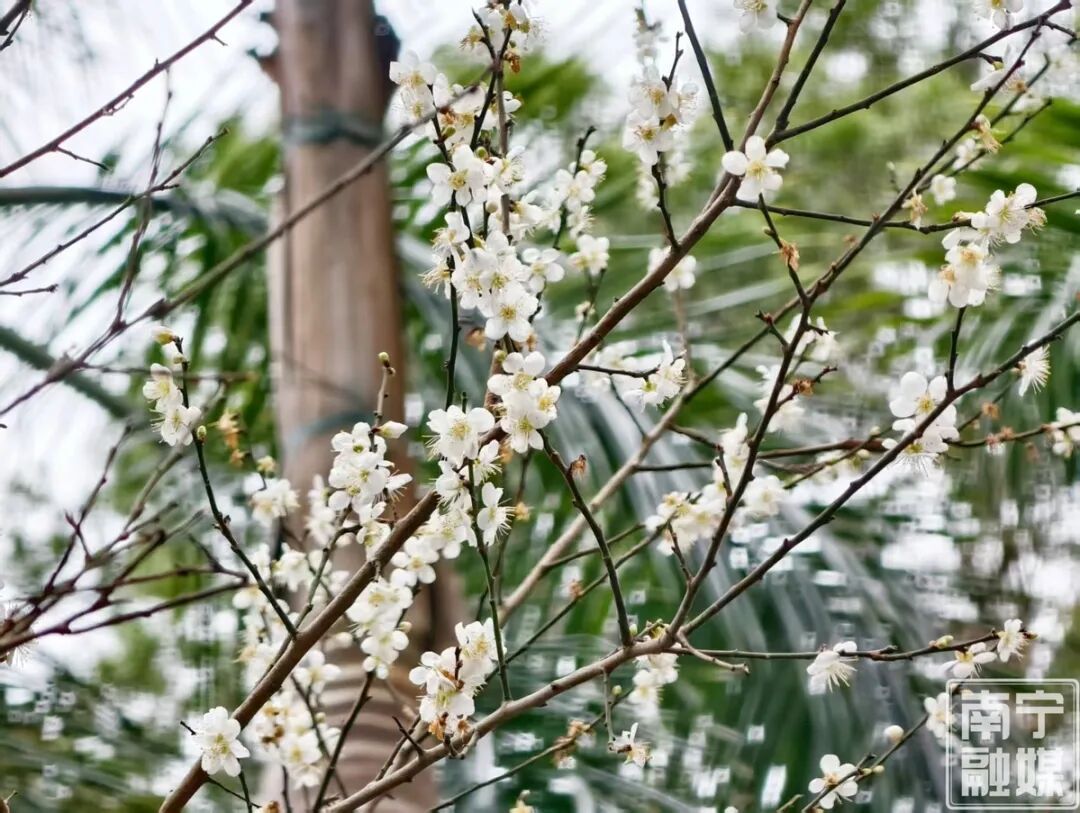 快来赴一场早梅之约!南宁市石门公园第一波青梅悄然绽放 快来赴一场早梅之约!南宁市石门公园第一波青梅悄然绽放