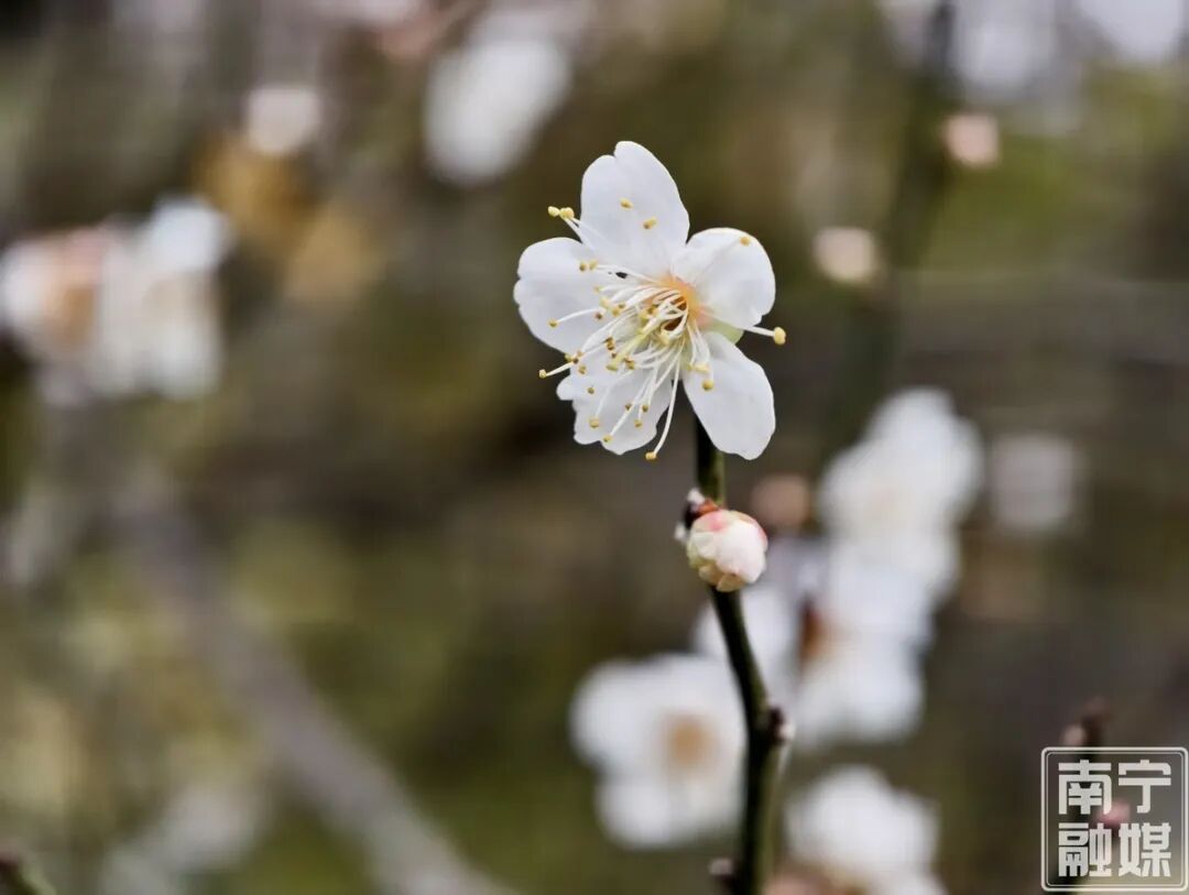 快来赴一场早梅之约!南宁市石门公园第一波青梅悄然绽放 快来赴一场早梅之约!南宁市石门公园第一波青梅悄然绽放