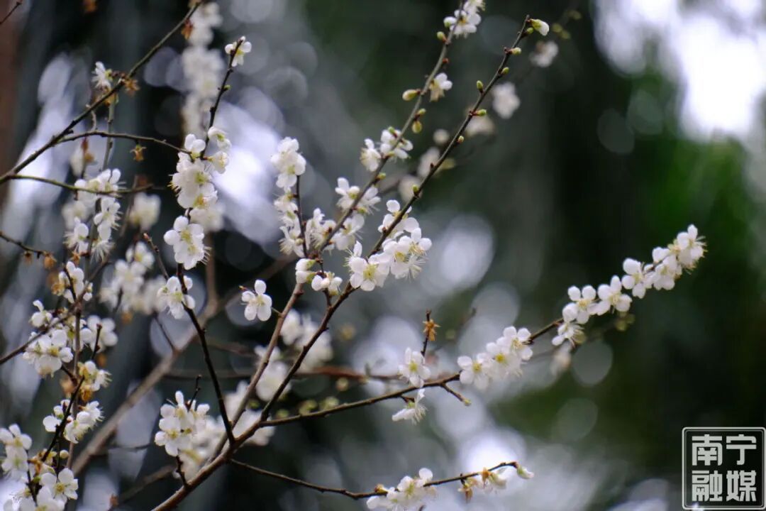 快来赴一场早梅之约!南宁市石门公园第一波青梅悄然绽放 快来赴一场早梅之约!南宁市石门公园第一波青梅悄然绽放