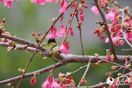 福建厦门樱花初绽百鸟喜闹春 福建厦门樱花初绽百鸟喜闹春