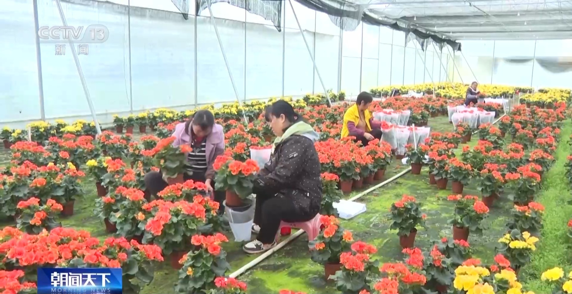 春节临近各地年宵花热销 你最喜欢哪一款? 春节临近各地年宵花热销 你最喜欢哪一款?