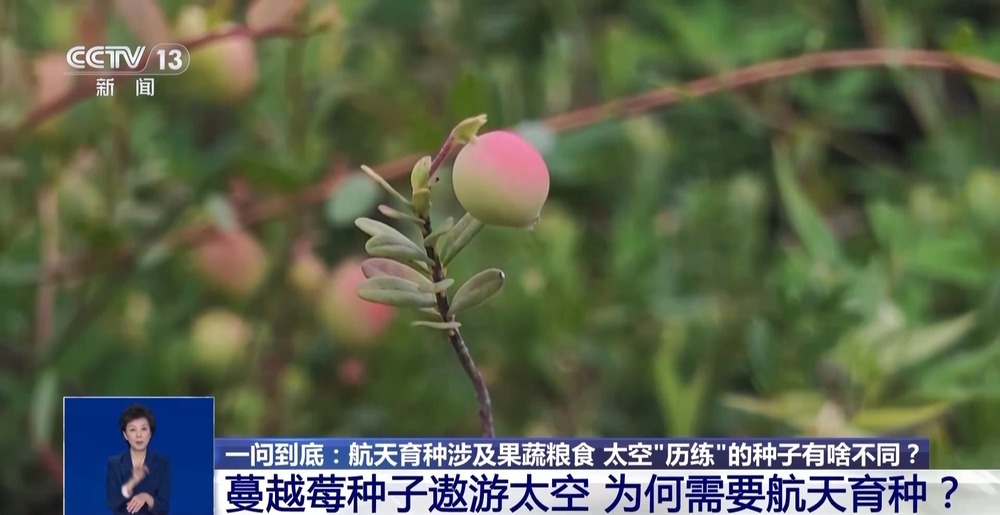 一问到底丨蔓越莓种子遨游太空 为何要航天育种？
