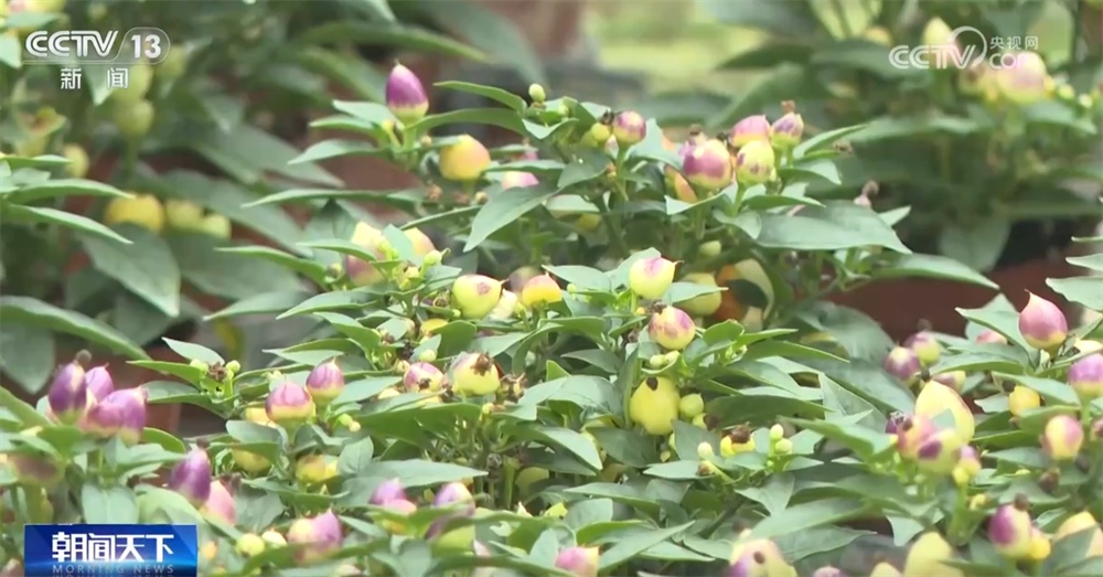 年宵花“花”样迎新绽放“美丽经济” 姹紫嫣红“扮靓”消费市场