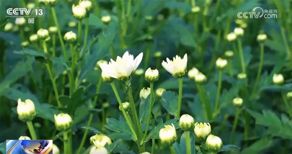 年宵花“花”样迎新绽放“美丽经济” 姹紫嫣红“扮靓”消费市场