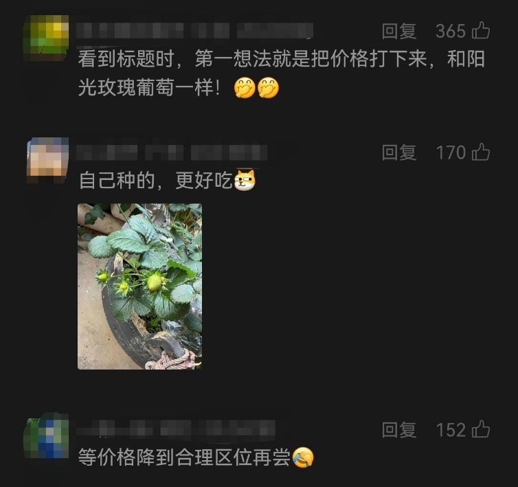 300元一斤的“黑草莓”火了！有啥不一样？