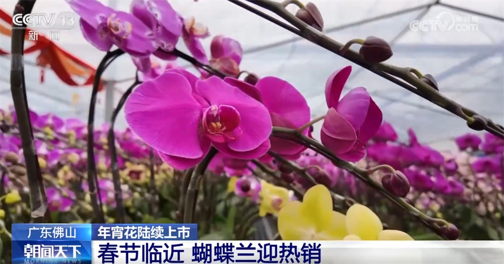 年宵花“花”样迎新绽放“美丽经济” 姹紫嫣红“扮靓”消费市场