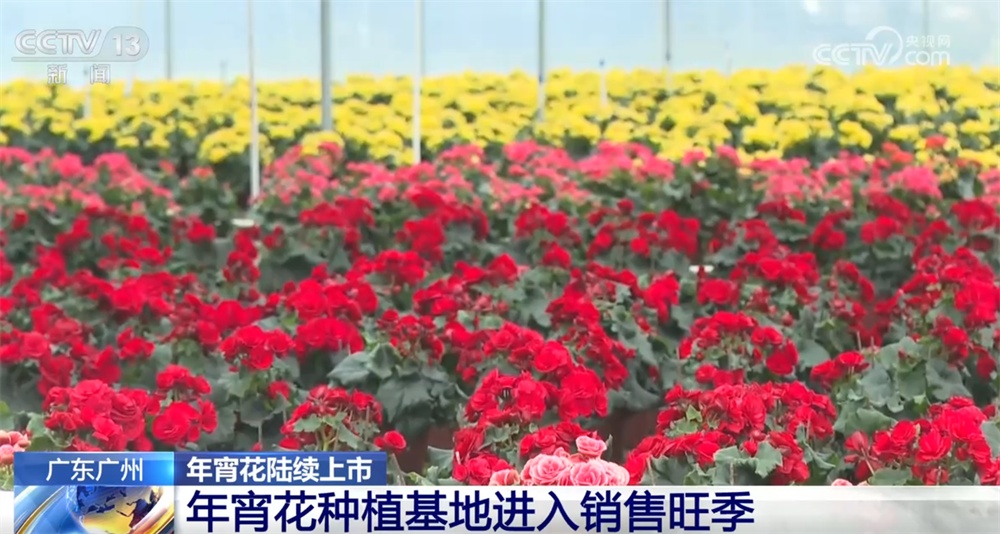 年宵花“花”样迎新绽放“美丽经济” 姹紫嫣红“扮靓”消费市场