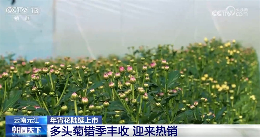 年宵花“花”样迎新绽放“美丽经济” 姹紫嫣红“扮靓”消费市场