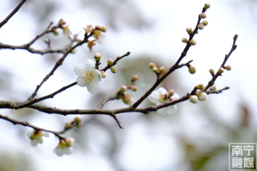 快来赴一场早梅之约!南宁市石门公园第一波青梅悄然绽放 快来赴一场早梅之约!南宁市石门公园第一波青梅悄然绽放