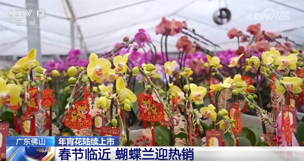 年宵花“花”样迎新绽放“美丽经济” 姹紫嫣红“扮靓”消费市场