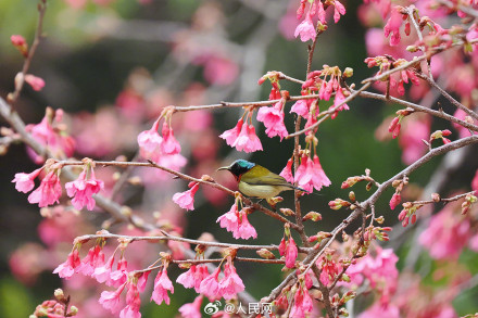福建厦门樱花初绽百鸟喜闹春 福建厦门樱花初绽百鸟喜闹春
