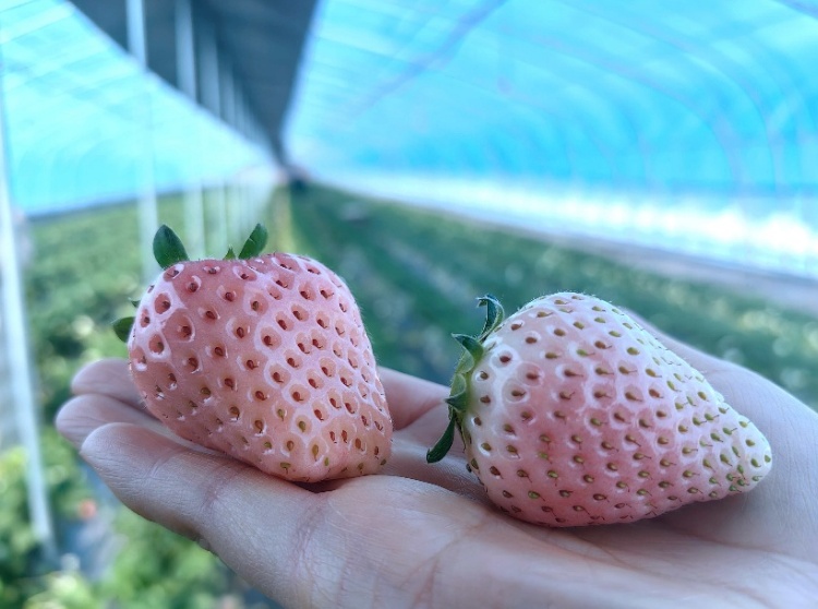 300元一斤的“黑草莓”火了！有啥不一样？